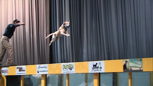The Fetch & Fish Dog Jumping Show at the Mid-South Tackle, Hunting & Boat Show. Courtesy Montgomery Productions
