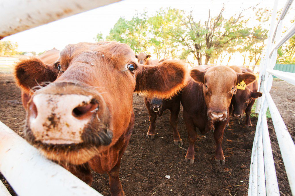 Cattle rustling is on the rise thanks to soaring beef prices. Photo by Brent Fuchs. 