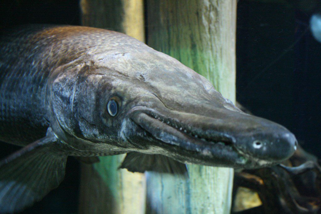 An ancient species, alligator gar are native to Oklahoma waters. Photo courtesy Oklahoma Aquarium.