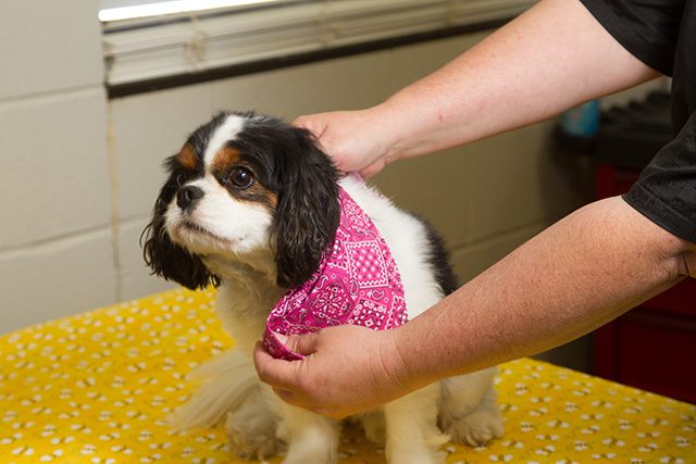 Lucky Dog Lodge, Best Pet Grooming Services. Photo by Brent Fuchs.