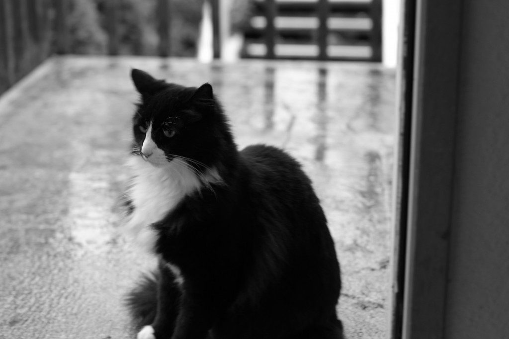 Henri, sometimes called the Existentialist Cat, an an internet star. Photo courtesy Will Braden.