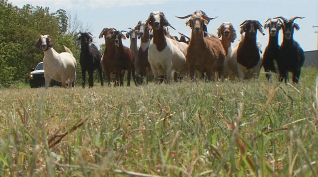 Langston University keeps goats on its campus as part of agricultural research. Photo courtesy Langston University.