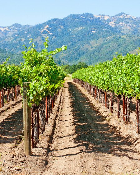 napa-shutterstock_95419948