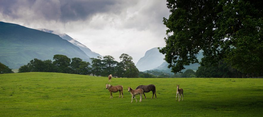  Wild horses in Killarney overlooking the famous Gap of Dunloe in county Kerry, on the grounds of the Dunloe Hotel. Photo by Nathan Harmon.