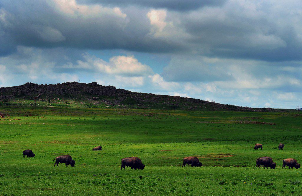 Buffalo roam here. American bison once grazed upon the plains of modern-day Oklahoma. Today, these majestic creatures can be spotted in a few places around the state. On the Tallgrass Prairie Preserve in northern Oklahoma, around 2,500 bison roam the land and help balance the delicate ecosystem on the largest protected area of tallgrass prairie left. More than 650 bison call the Wichita National Wildlife Refuge home in southwest Oklahoma’s Wichita Mountains. Pawnee Bill Ranch is home to a herd of bison that lives alongside other animals native to Oklahoma.