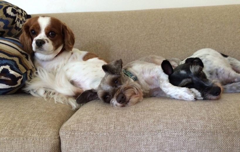They rule the roost: Charlie, Theo and Eliot, my three best dudes.