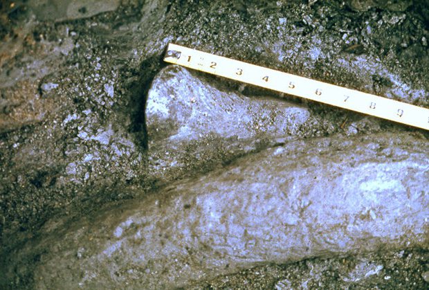 Measurement of an ACRO bone at the site. Photos courtesy Museum of the Red River.