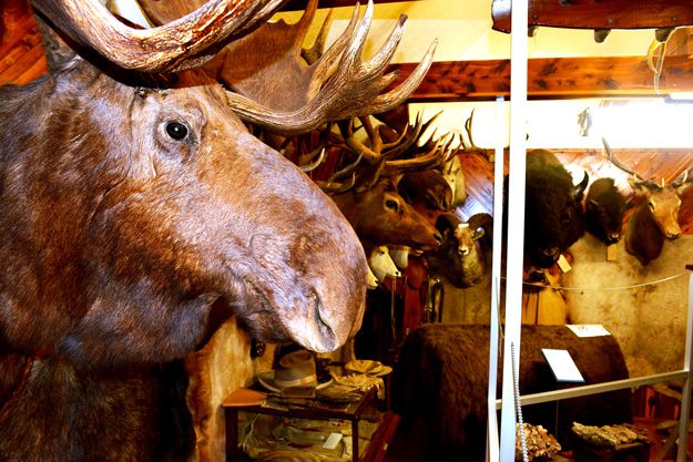 The museum’s trophy room transports you to a big game safari.
