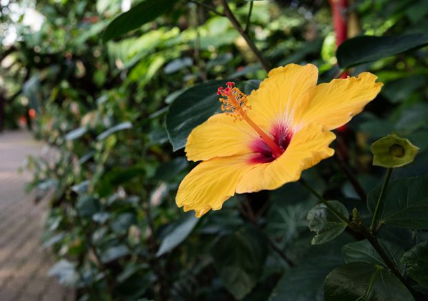 Oklahoma City’s Myriad Garden Center is a gardener’s paradise. Photo by Brent Fuchs.
