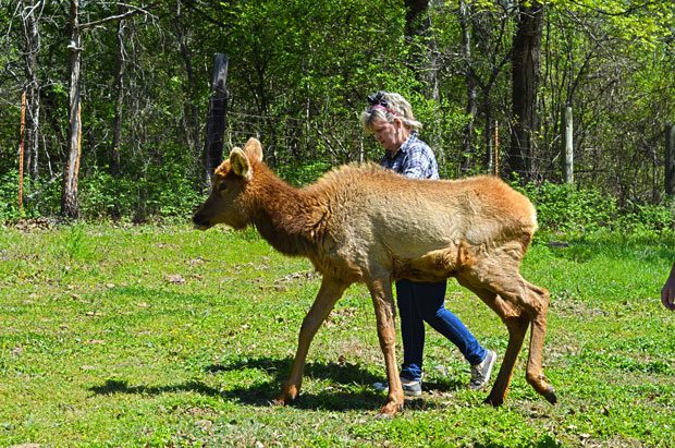 Karen Flusche spends time with Greta the elk calf currently in rehab at Fluscheville Farm in Muskogee. Photos by Dan Morgan