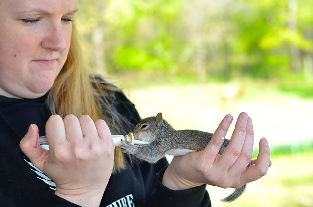 Fluscheville farm volunteer Whitney Ball feeds an orphaned grey squirrel.