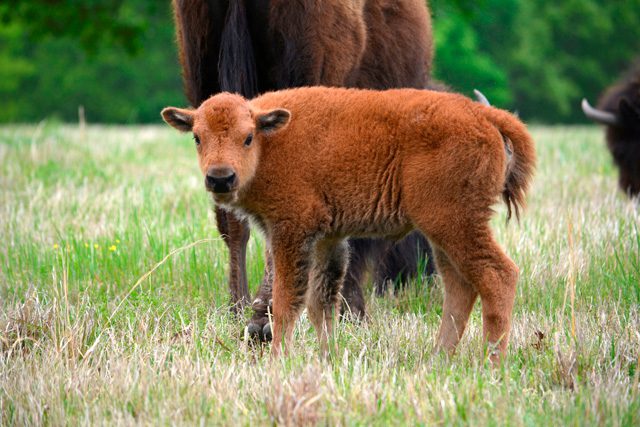 The Cherokee Nation has been reintroducing bison to tribal lands. Photo courtesy Cherokee Nation