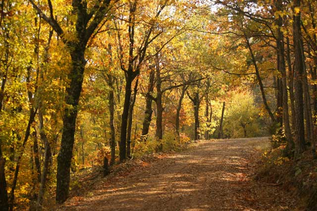 the Talimena Scenic Drive in Eastern Oklahoma is a local option for fall foliage viewing. Photo courtesy Oklahoma Tourism Department.