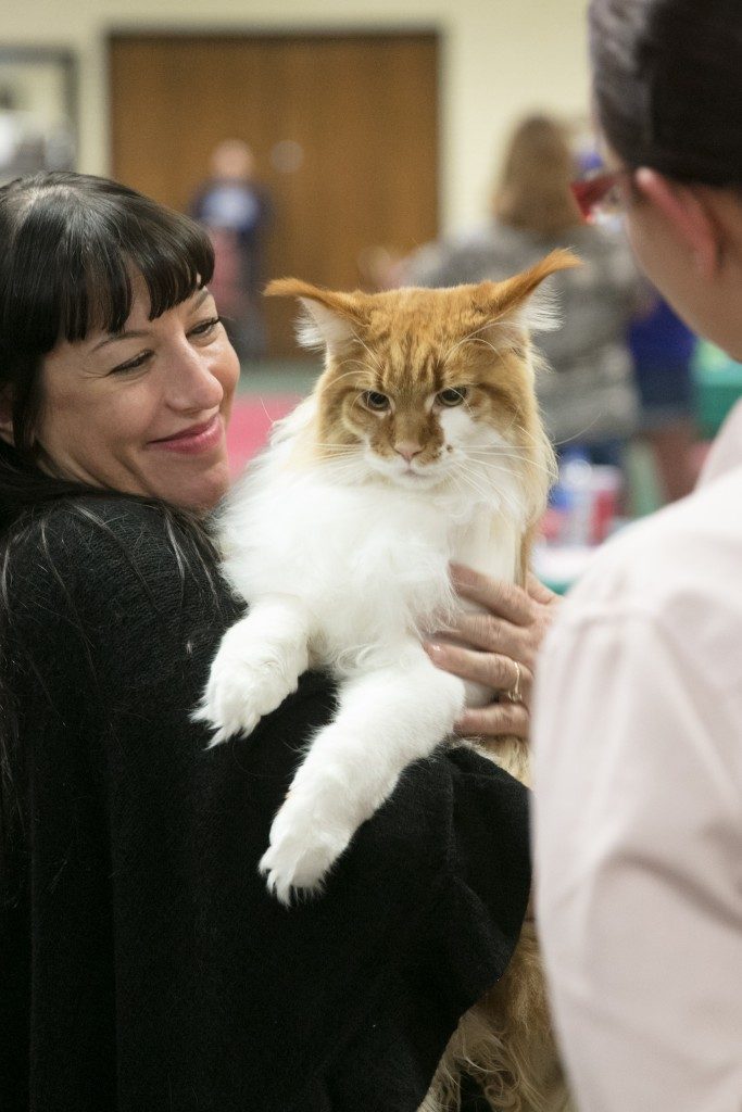 feline friends can compete in breed categories where they are judged on several different criteria. Photo by Brent Fuchs