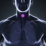 Human Thyroid Gland Anatomy Illustration. 3D render