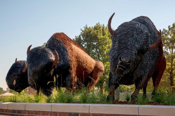 OBU-Bison-3