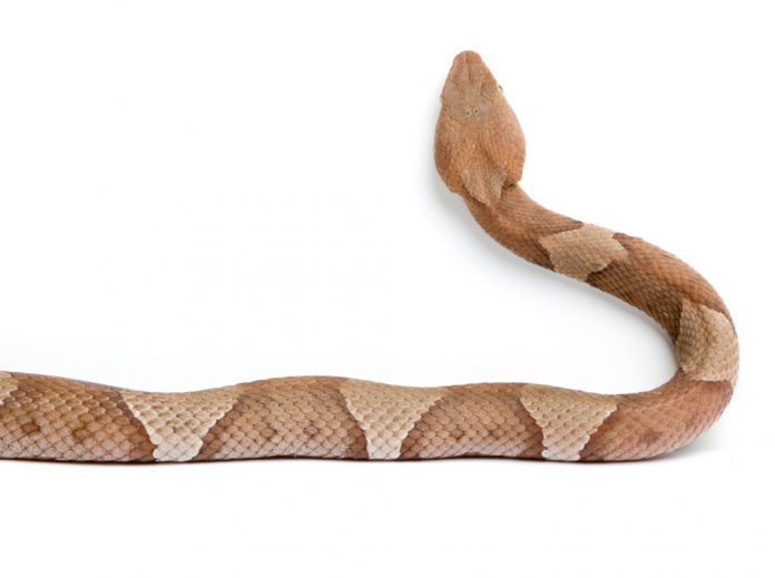 2016_04_27_RM_25310_CopperheadSnake_004-CROPPED