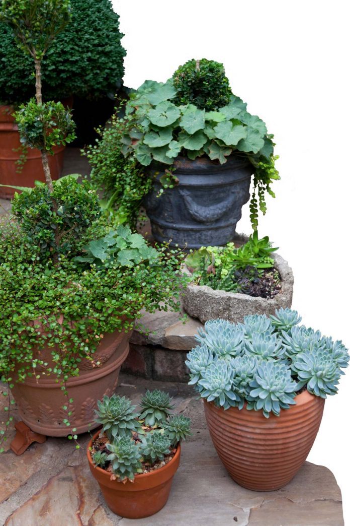 2014-12-30Linda-Vaters-Garden--23966