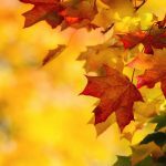 Colorful autumn maple leaves on a tree branch