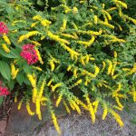 The ‘Golden Fleece’ Goldenrod does well in the Oklahoma climate.