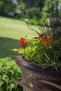 Container Gardening  Oklahoma State University