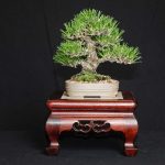 Bonsai can be found in nature and purchased at expos or on the internet.