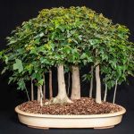 Bonsai can be found in nature and purchased at expos or on the internet.