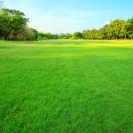 beautiful morning light in public park with green grass field and green fresh tree plant perspective to copy space for multipurpose