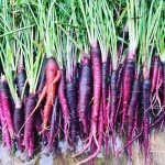 Purple Carrots web