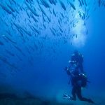 The Azores are optimal for scuba diving.