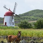 Picturesque views in the Azores include wild horses and antique windmills.