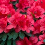 spring blooming lush fresh rhododendron azalea flowers