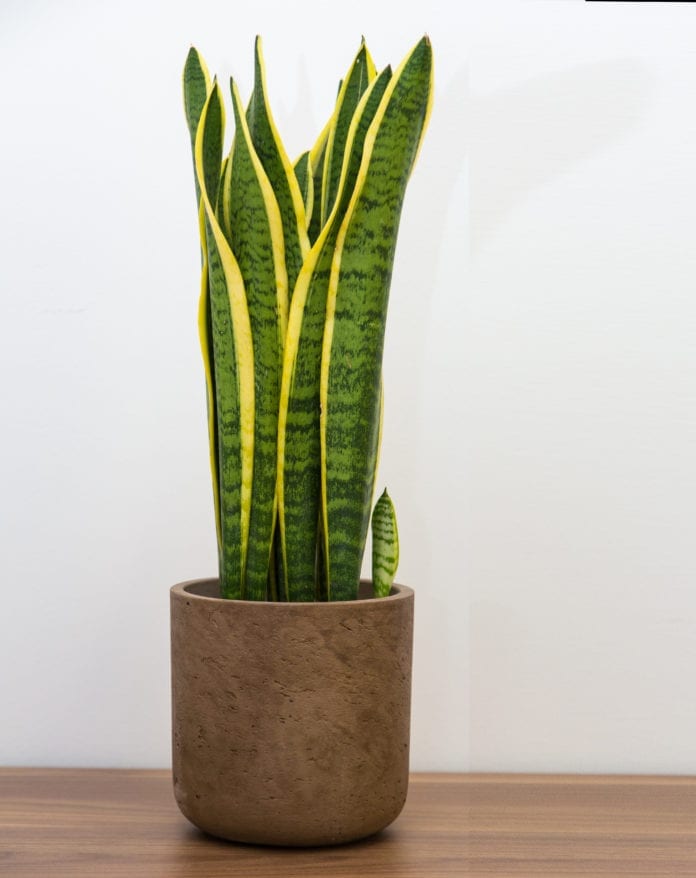 Mother-in-law's tongue plant