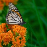 Tallgrass Prairie Preserve – Butterfly – By The Nature Conservancy