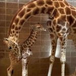 OKC Giraffe Calf Credit Tracey Dolphin-Drees 4