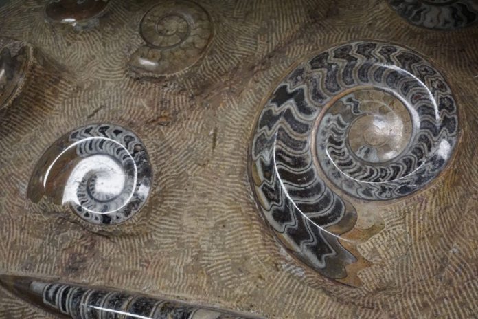 Morocco fossils