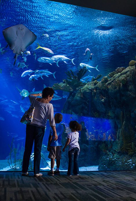 Suzanna and Walter Scott Aquarium, Omaha, Nebraska 
Photos courtesy Nebraska Tourism
