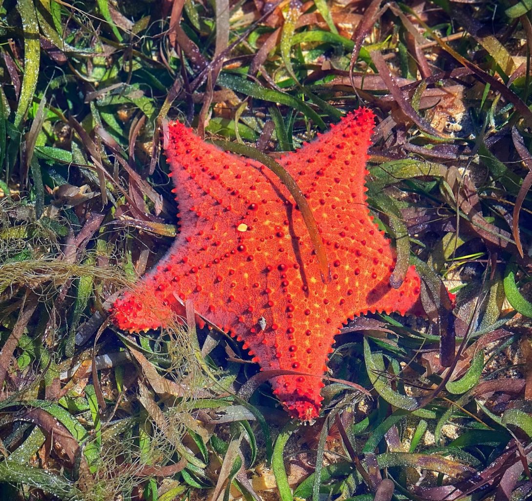 Star fish