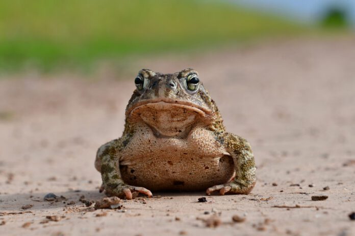 Great Plains Toad DSC_6371
