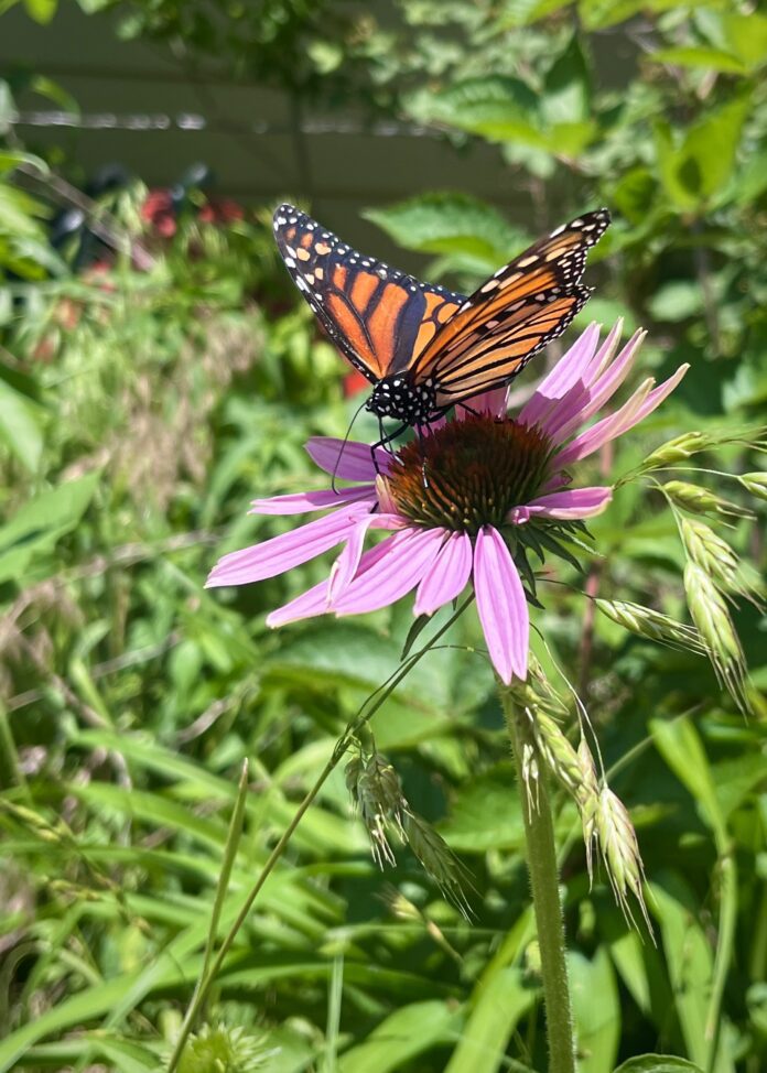Monarch on Coneflower by Stefanie Leland - OMS