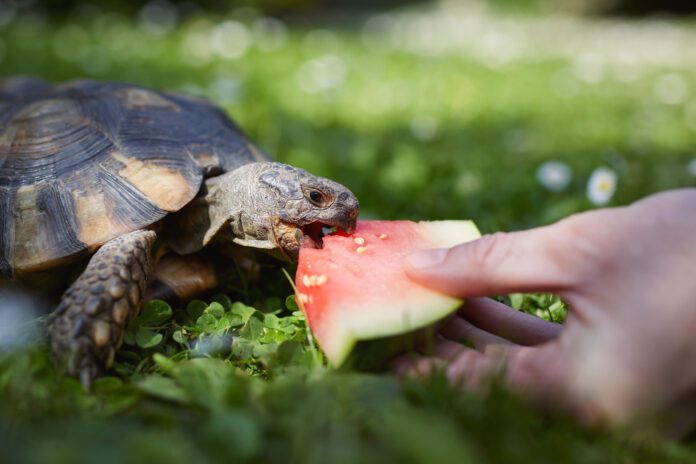 Pet owner giving his turtle ripe watermelon to eat